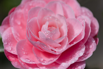 Flowering pink Camellia natural macro floral background - 775397167