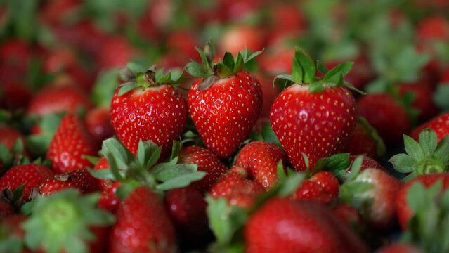 Strawberries from farm to table, showcasing the natural beauty and taste of freshly picked, organic strawberries. Experience the essence of pure, sun-ripened sweetness with every vibrant, juicy bite