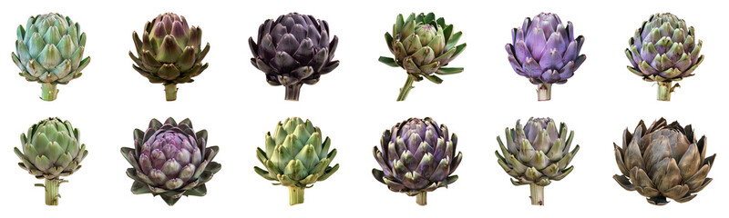 Fototapeta premium Variety of artichokes in different stages and colors isolated cut out on transparent background
