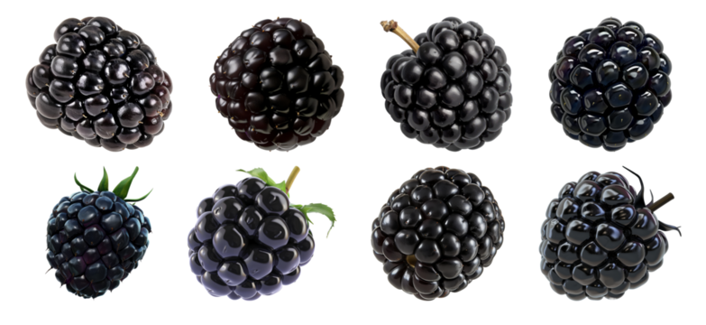 Assorted blackberries in different angles isolated cut out on transparent background