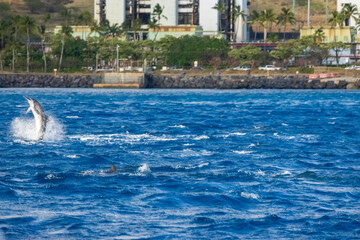 spinner dolphins swimming in the rippling blue waters of the Pacific Ocean off the coast of Oahu in Kapolei Hawaii USA