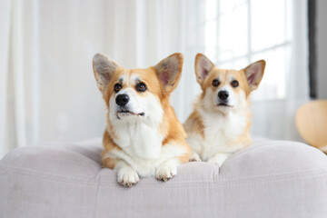 Portrait of adorable, happy smiling dog of the corgi breed. Beloved pet in the beautiful home.