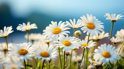 Close-up of Daisies Against a Blue Sky