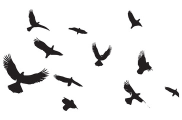 Flying birds silhouettes Vector illustration white background