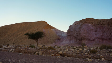 Evening descends on Timna Valley, casting a lone Acacia tree in silhouette against the multi-hued sandstone hills, under a fading sky