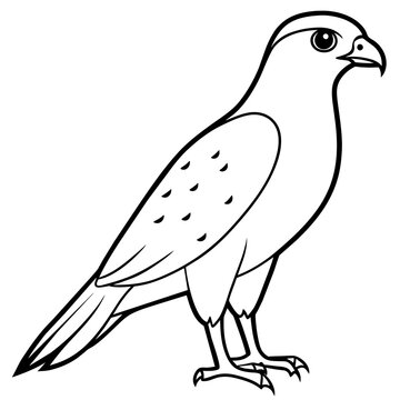 recommend clip art: line art of a sparrowhawk