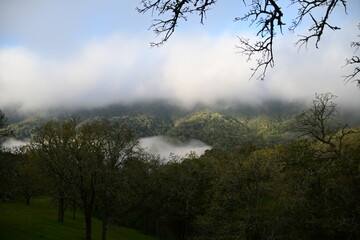 misty morning in the forest