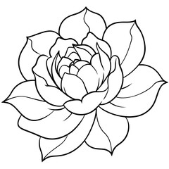 line art of a peony