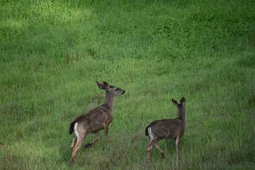 Deurstickers roe deer in the grass © Ryan