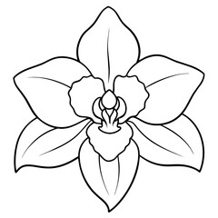 Fototapeta na wymiar line art of a orchid