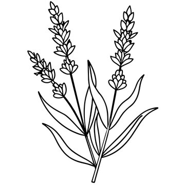 recommend clip art: line art of a lavender