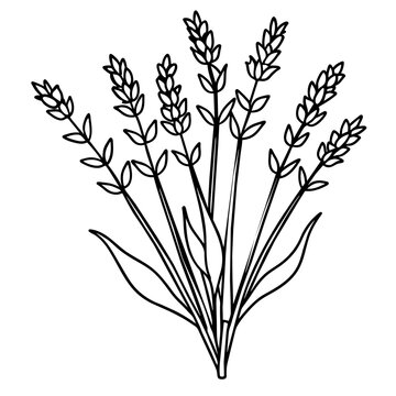 recommend clip art: line art of a lavender