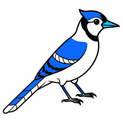 illustration of a blue jay