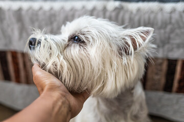 PERRO WESTIE BLANCO APOYADO SOBRE LA MANO RECIBIENDO AMOR