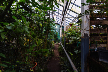 Greenhouse with tropical plants. Scientific botanical garden
