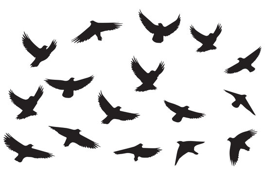 silhouettes flying birds Vector illustration