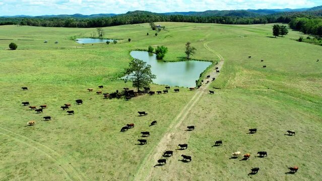 Drone view of rolling hills farm landscape with cows and a pond.