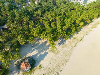 Coconut grove in the eastern suburbs of Wenchang, Hainan, China, in the summer evening