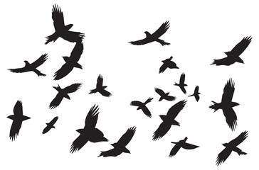 silhouettes flying birds Vector illustration