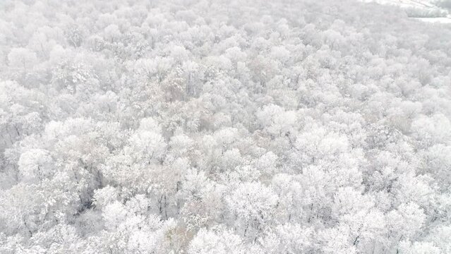 Drone View Over Snowy Forest Landscape. Cloudy Day with Fog.
