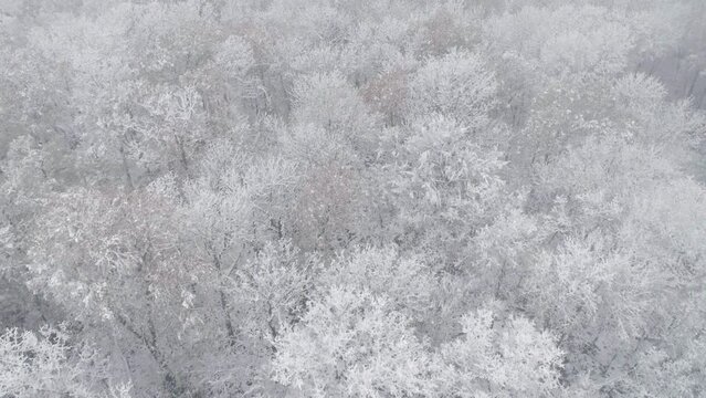 Drone View Over Snowy Forest Landscape. Cloudy Day with Fog.