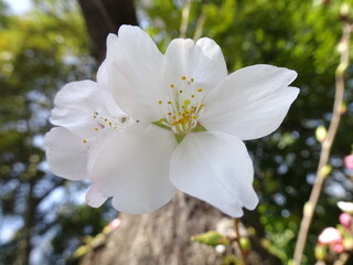 桜さく季節