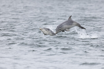 Two baby calf bottlenose dolphins playful breaching in the Moray Firth in Scotland near Black Isle while their mothers are fishing for salmon