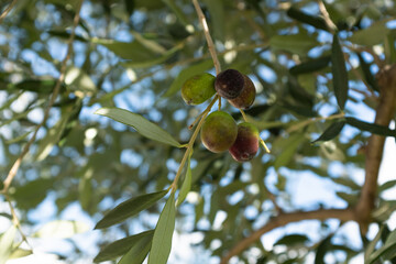 Ripening olives grow on the branch, close-up. Olive tree background for publication, design,...
