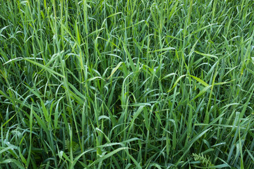 Background from green grass, top view. The texture of the fresh green grass, close up. Field of bright green grass for post, screensaver, wallpaper, postcard, poster, banner, cover, website