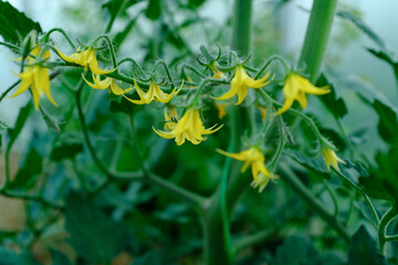 Yellow flowers tomatoes, selective focus. A bloom tomato plant for publication, poster, screensaver, wallpaper, postcard, banner, cover, post. High quality photo