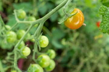 Ripening orange young finger tomatoes on the branches, close-up. Composition with tomato bush and ripening tomatoes for publication, poster, screensaver, wallpaper, postcard, banner, cover, post