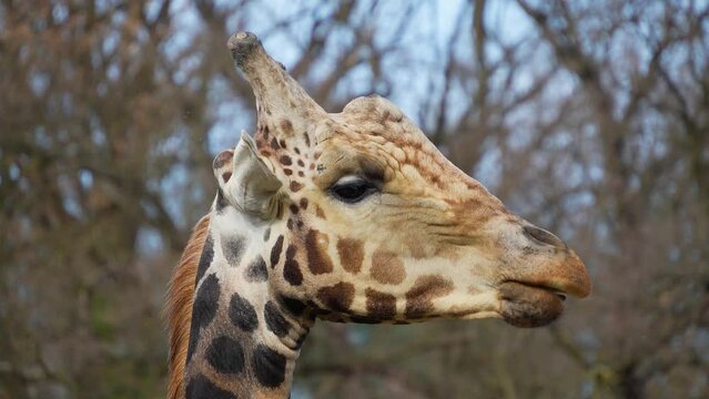 Close up of giraffe's head, in profile and chewing