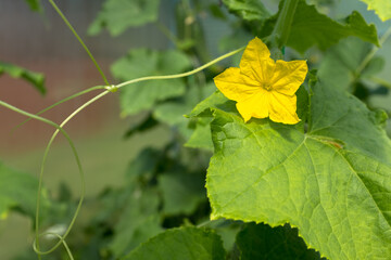Cucumber plants with yellow flowers and green leaves of vegetable grow in greenhouse, close-up. Horizontal composition with cucumber bush for publication, poster, screensaver, wallpaper, cover, post