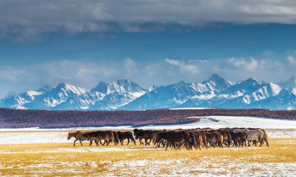 Horses in Darkhad depression and Khoridol saridag mountain range. Khuvsgul province. Mongolia