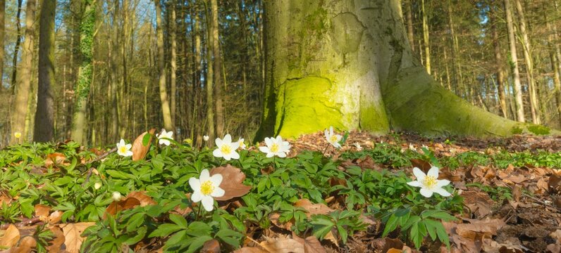 Wood anemone (Anemonoides nemorosa) (syn.: Anemone nemorosa) blooming white between autumn leaves from the previous year in the forest, trees covered with moss, trunk of old copper beech (Fagus