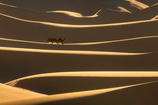 Sand waves. Camel herder with camel wandering through amazing sand dunes. Umnugobi province, Mongolia, Asia
