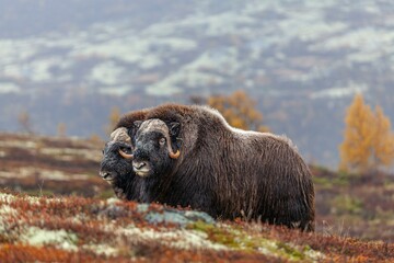 Musk oxen (Ovibos moschatus), standing, young animals, in the rain, autumn tundra, mountains, Dovrefjell National Park, Norway, Europe