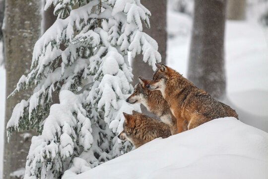Gray wolves (Canis lupus), wolf pack, captive, winter, snow, forest, Bavarian Forest National Park, Bavaria, Germany, Europe