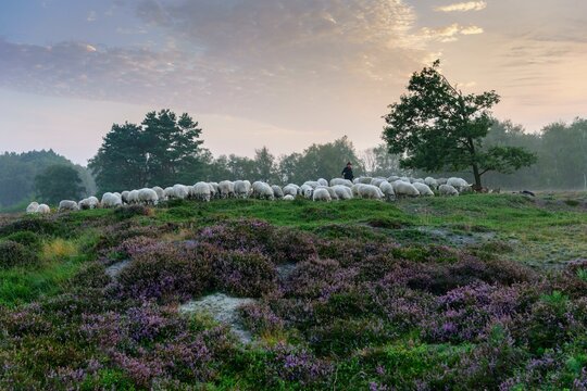 Shepherd with a flock of sheep in the heath at the Thuelsfeld dam at sunrise in the fog, pine, tree, district of Cloppenburg, Lower Saxony, Germany, Europe