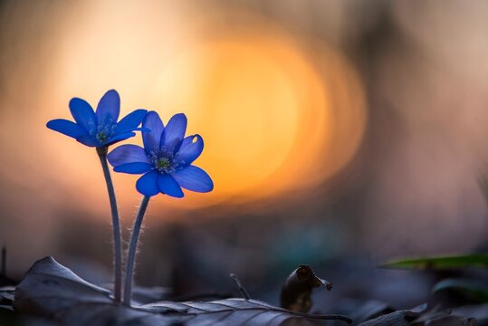 Two (Hepatica nobilis ) in front of sunset, Paar, Bielefeld, North Rhine-Westphalia, Germany, Europe