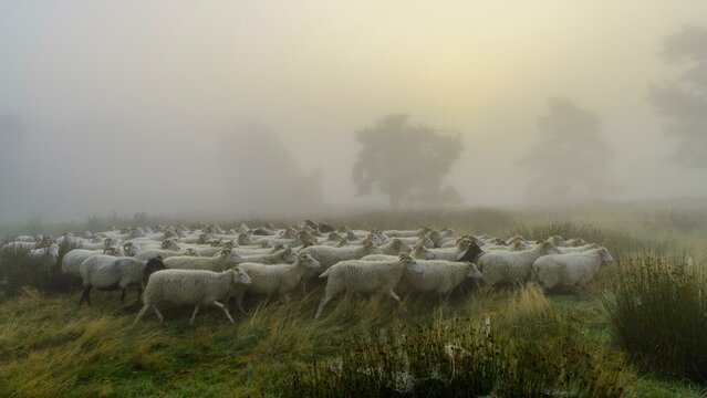 Flock of sheep in the heath at the Thuelsfeld dam at sunrise in the fog, County of Cloppenburg, Lower Saxony, Germany, Europe