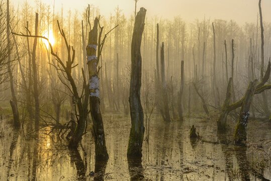Erlenbruch at Duemmer Lake in the fog at sunrise, Huede, Lower Saxony, Germany, Europe