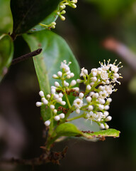 Beautiful garden plant