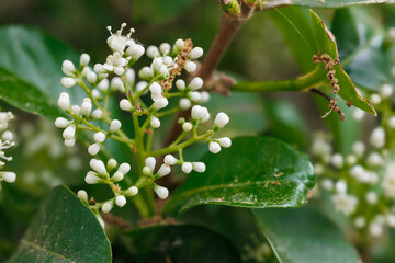 Beautiful garden plant