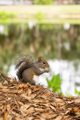 Squirrel on a tree
