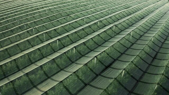 Apple plantation with organized rows covered with anti-hail mesh. Rows of apple trees currently without fruit covered with protective nets