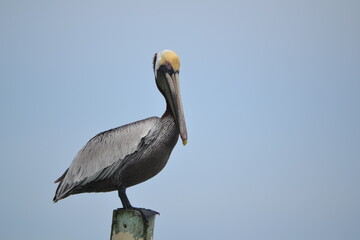 A pelican perches atop a wooden pole, gazing rightward against the backdrop of a hazy blue sky.