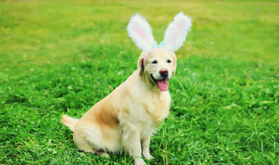 Happy funny golden retriever dog with rabbit ears on the grass in summer park
