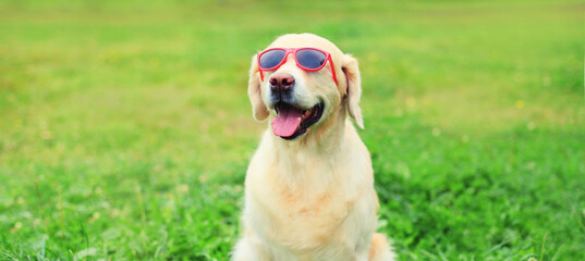 Golden Retriever dog in red sunglasses sitting on green grass in summer park