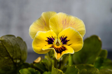 Yellow with purple center viola flowers.